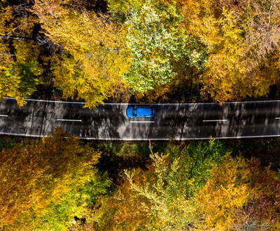Car in forest drive